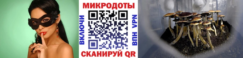 мориарти клад  Сковородино  Псилоцибиновые грибы Psilocybe 